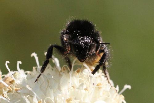 Réf. 224 959 : Bombus sp.